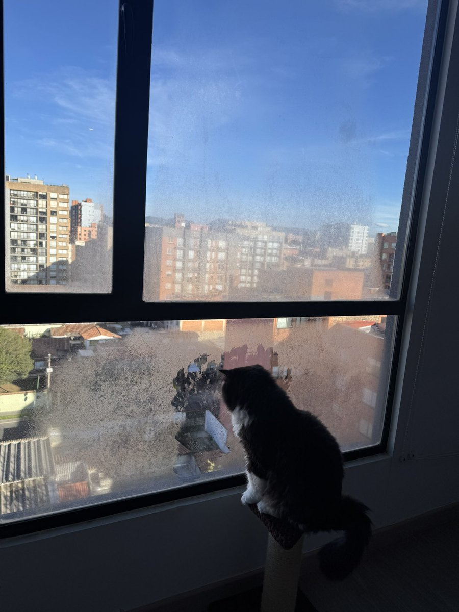 diegokpalacios's tweet photo. El limpia solo la ventana para poder ver mejor el chisme… https://t.co/9hs4AkJAnl