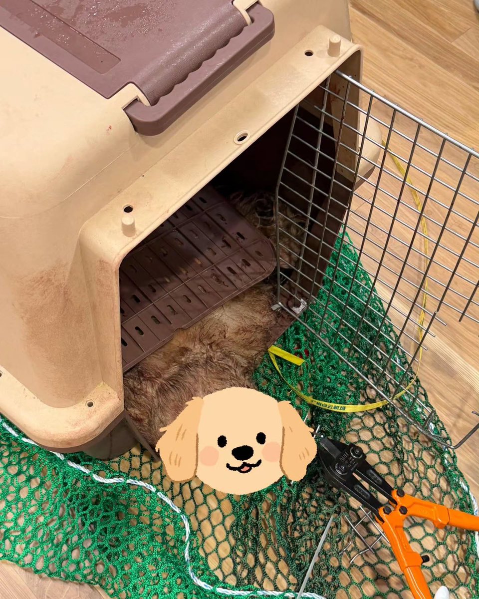 geumpu95's tweet photo. 대한항공 위탁 운송 중 발생한 반려동물(버블이) 사망.

​승객이 대한항공 위탁 운송에 맡긴 6년 함께한 반려견 '버블이'가 도착 후 차가운 시신으로 전달됨.

​착륙 후 환승 카운터에서 만나기까지 2시간의 정보 공백 발생.

​해당 시간 동안 최소한의 응급처치나 동물병원 이송조차 이뤄지지 않음.

CCTV, 운송·하역 기록, 담당자 근무 기록, 사망 확인서 등 모든 자료 제공 및 책임자 연결을 거부당함.

​사랑하는 가족을 떠나보낸 슬픔..
이건 국적을 떠나서 대한항공 얼른 조치를 취해주세요.