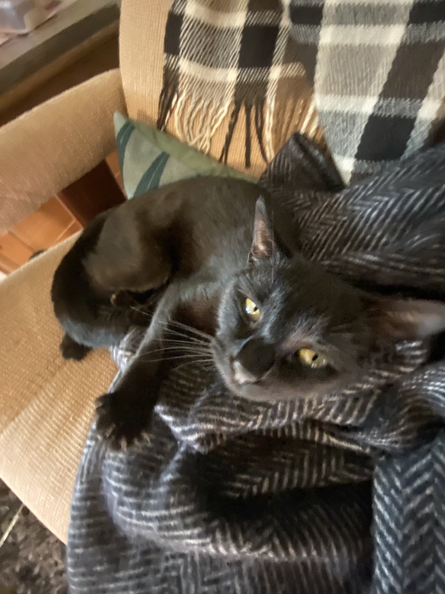 ThighHighOscar's tweet photo. @SergeantSadEyes I know! He’s the cutest!! https://t.co/3GThK5ne0T