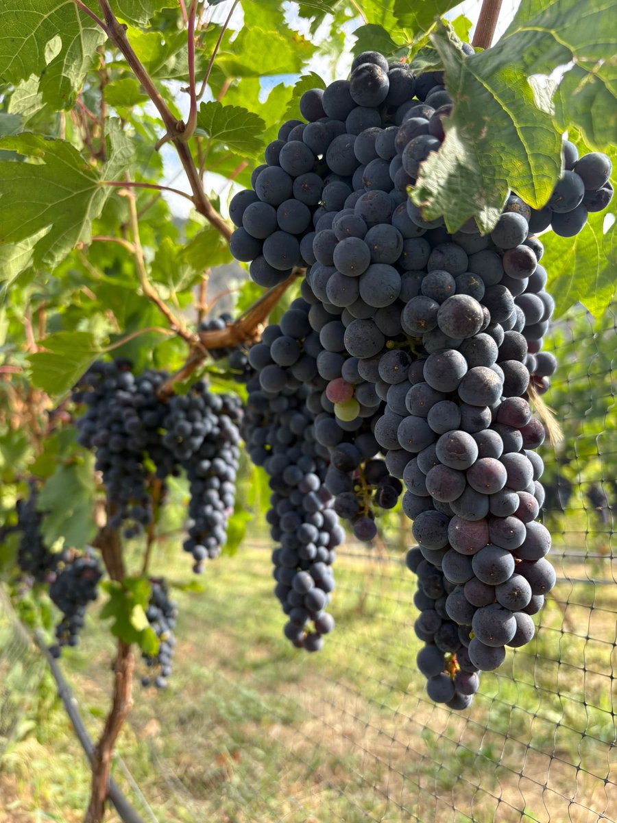 ClosduSoleil's tweet photo. Some absolutely gorgeous Merlot coming along nicely in our Estate vineyard! 

#closdusoleil #bcwine #Similkameenwine #merlot #vineyardlife https://t.co/qiKKlbiCf7