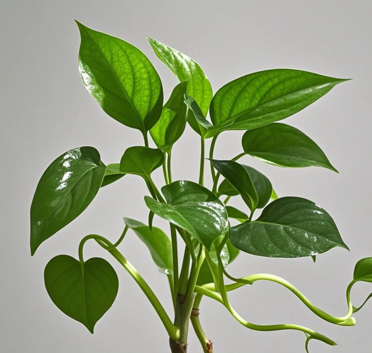 MuratKilicg48x's tweet photo. Pro tip for your pothos! Water only when the top 2 inches of soil feel dry – it hates soggy roots. Let it trail or climb, it’ll grow happily either way. https://t.co/G6Q9Nh7Ybj