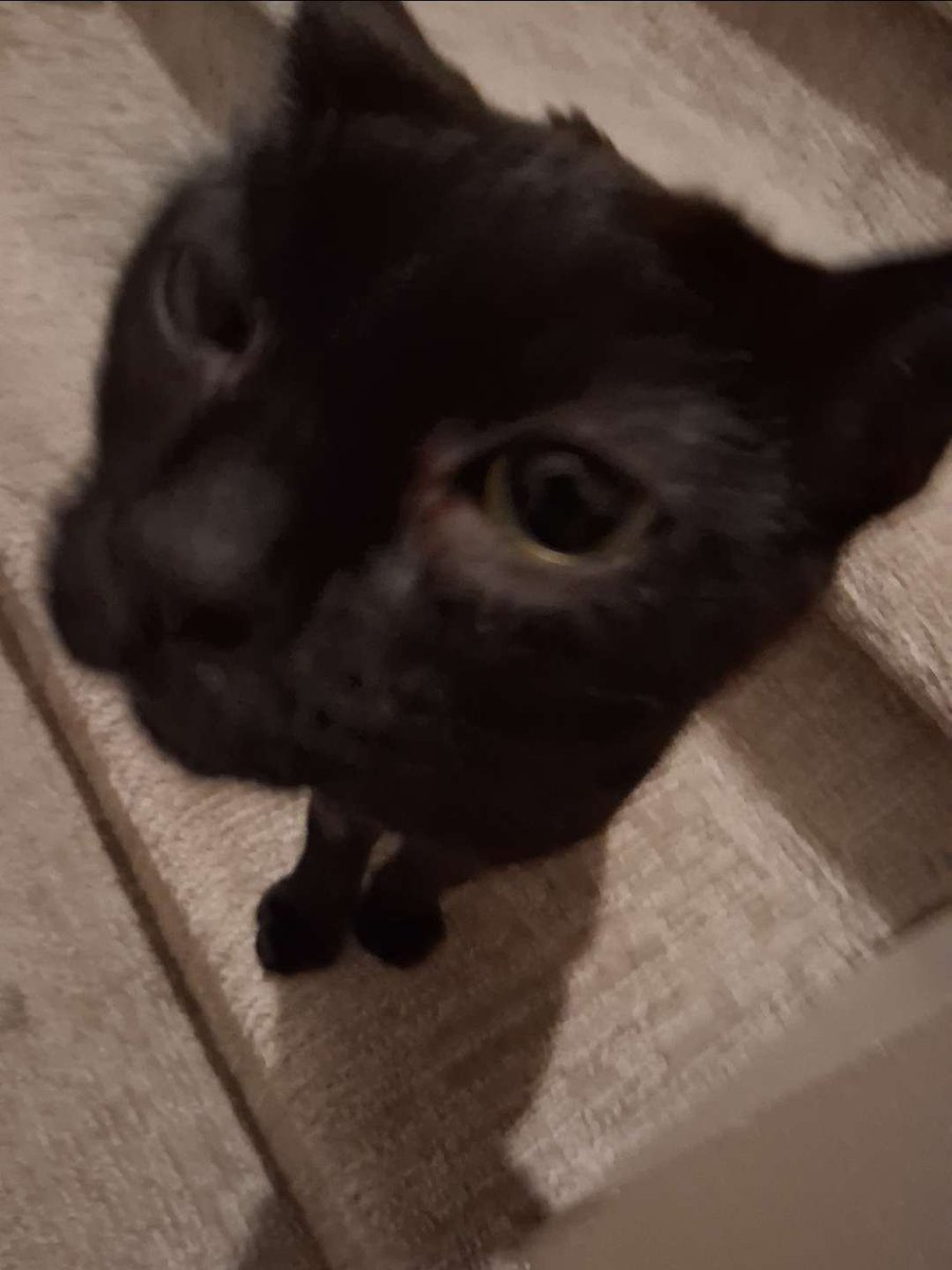 SergeantSadEyes's tweet photo. @ThighHighOscar He's kinda twinning with my cat https://t.co/sRb8Eppf9O
