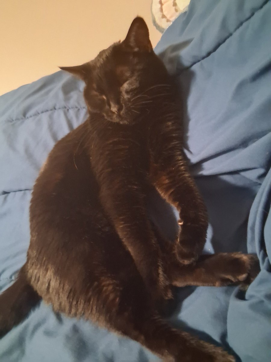 SergeantSadEyes's tweet photo. @ThighHighOscar He's kinda twinning with my cat https://t.co/sRb8Eppf9O