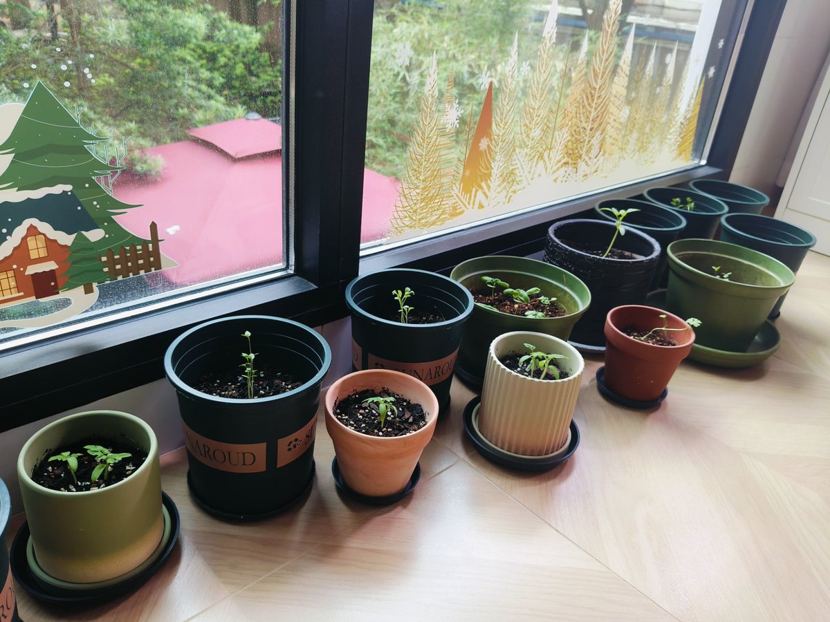 ChadSnow18's tweet photo. [Just bought my first balcony garden kit! Watching herbs sprout today is way better than scrolling through feeds—small wins hit different ]， https://t.co/zr38DzMe1k