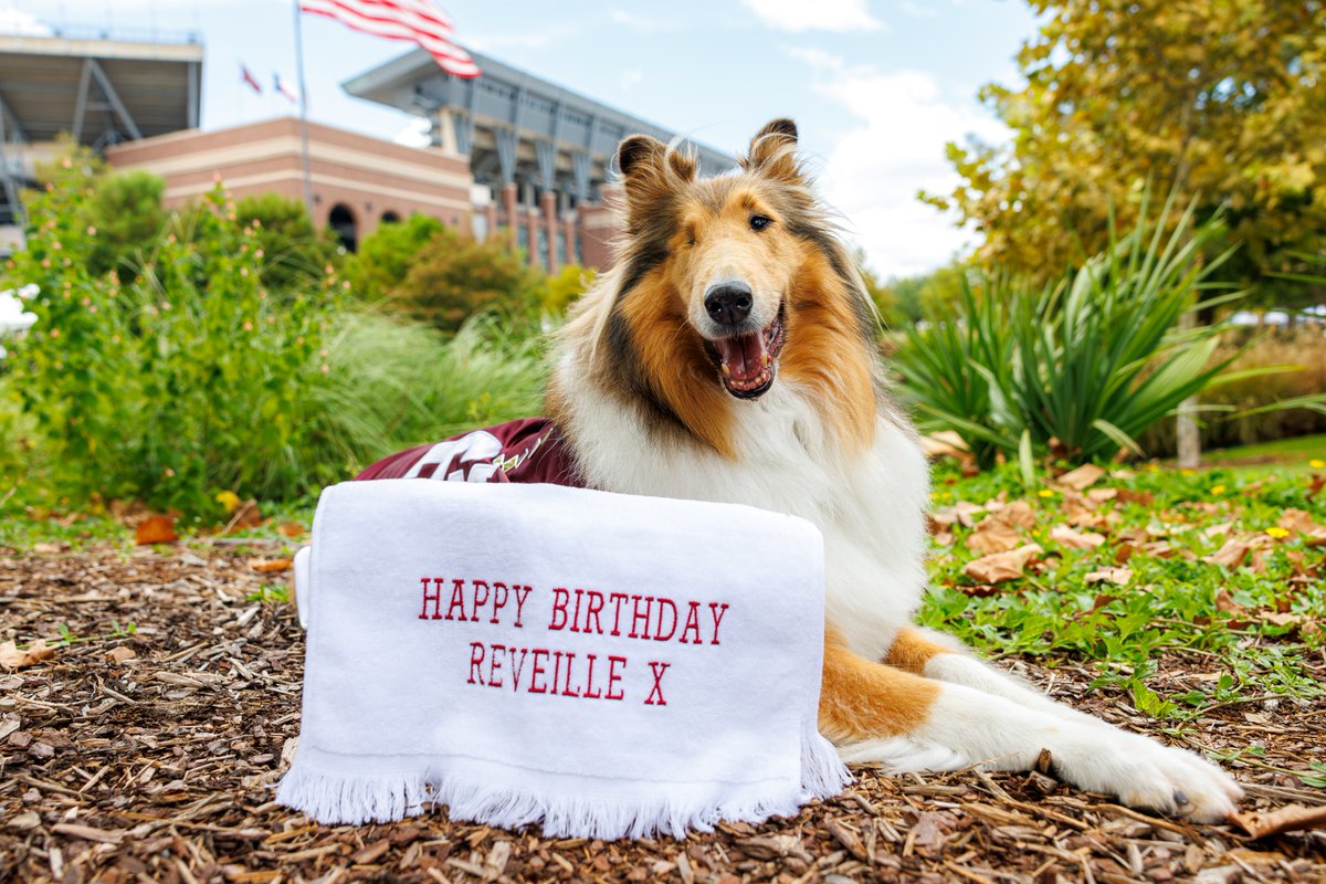 A Collie dog is sitting outdoors with a towel reading "Happy Birthday Reveille X." In the background, there's a stadium and a waving American flag.