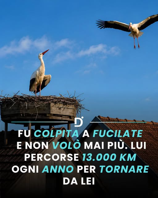 pierpi13's tweet photo. Nel 1993 un colpo di fucile spezzò l'ala di Malena, una cicogna bianca che da quel giorno non riuscì più a volare. Mentre le altre migravano verso l'Africa, lei rimase a Brodski Varoš, un piccolo villaggio della Croazia orientale. A prendersi cura di lei fu Stjepan Vokić, un pensionato che le costruì un rifugio, la nutrì e le permise di sopravvivere agli inverni più rigidi.
Ma è quello che accadde negli anni successivi ad aver reso questa storia famosa in tutto il mondo. Ogni primavera, infatti, Klepetan, il suo compagno, tornava puntualmente da lei dopo aver trascorso l'inverno in Sudafrica. Un viaggio di circa 13.000 chilometri attraverso l'Africa, il Mediterraneo e i Balcani, concluso sempre nello stesso punto: quel tetto dove Malena lo stava aspettando.
Per 16 anni consecutivi il ritorno è stato documentato senza interruzioni. Insieme hanno allevato oltre 40 pulcini, nonostante Malena non potesse insegnare loro a volare. Ogni autunno lui ripartiva con i giovani verso sud. Lei restava. E ogni primavera il cielo riportava Klepetan nello stesso nido.
Una storia che per molti parla di istinto. Per altri, di fedeltà. Per tutti, di qualcosa che è difficile spiegare con le sole parole