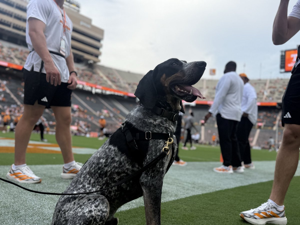 samgranvilletv's tweet photo. Smokey XII looking very relaxed pregame at Neyland. #Vols https://t.co/SMiQZtWWc4