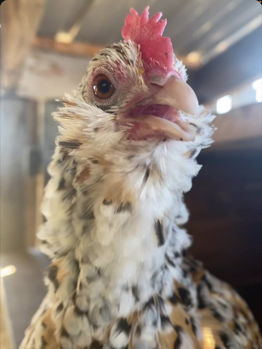 endlessnowpath's tweet photo. Do u guys like my partner’s chicken https://t.co/4LvgXcJjko