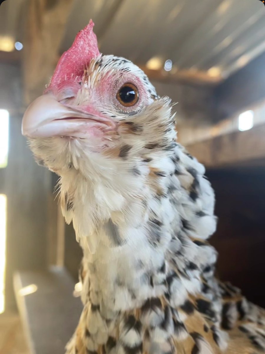 endlessnowpath's tweet photo. Do u guys like my partner’s chicken https://t.co/4LvgXcJjko