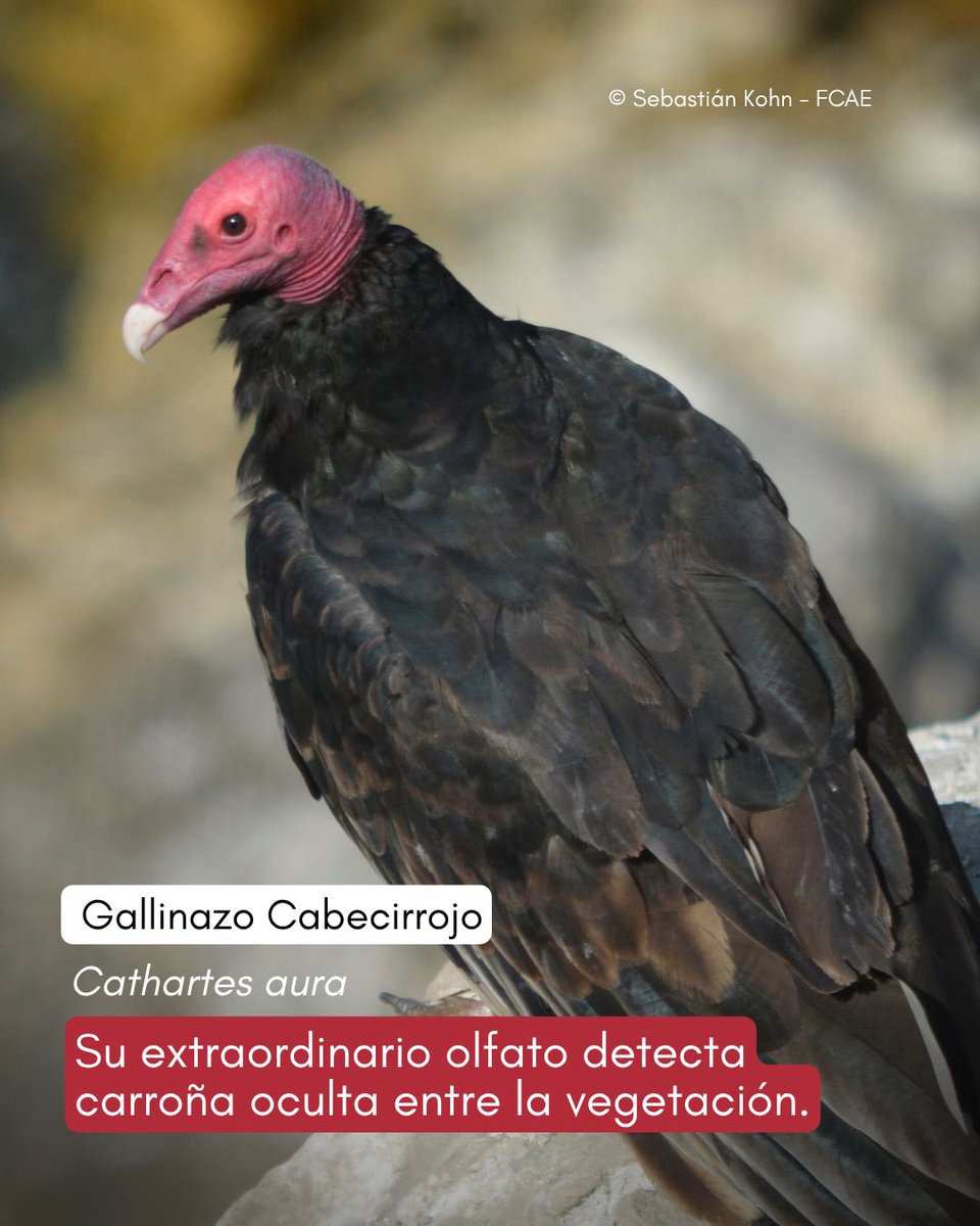 CondorFundacion tweet picture