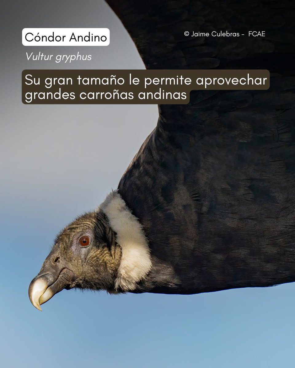 CondorFundacion tweet picture
