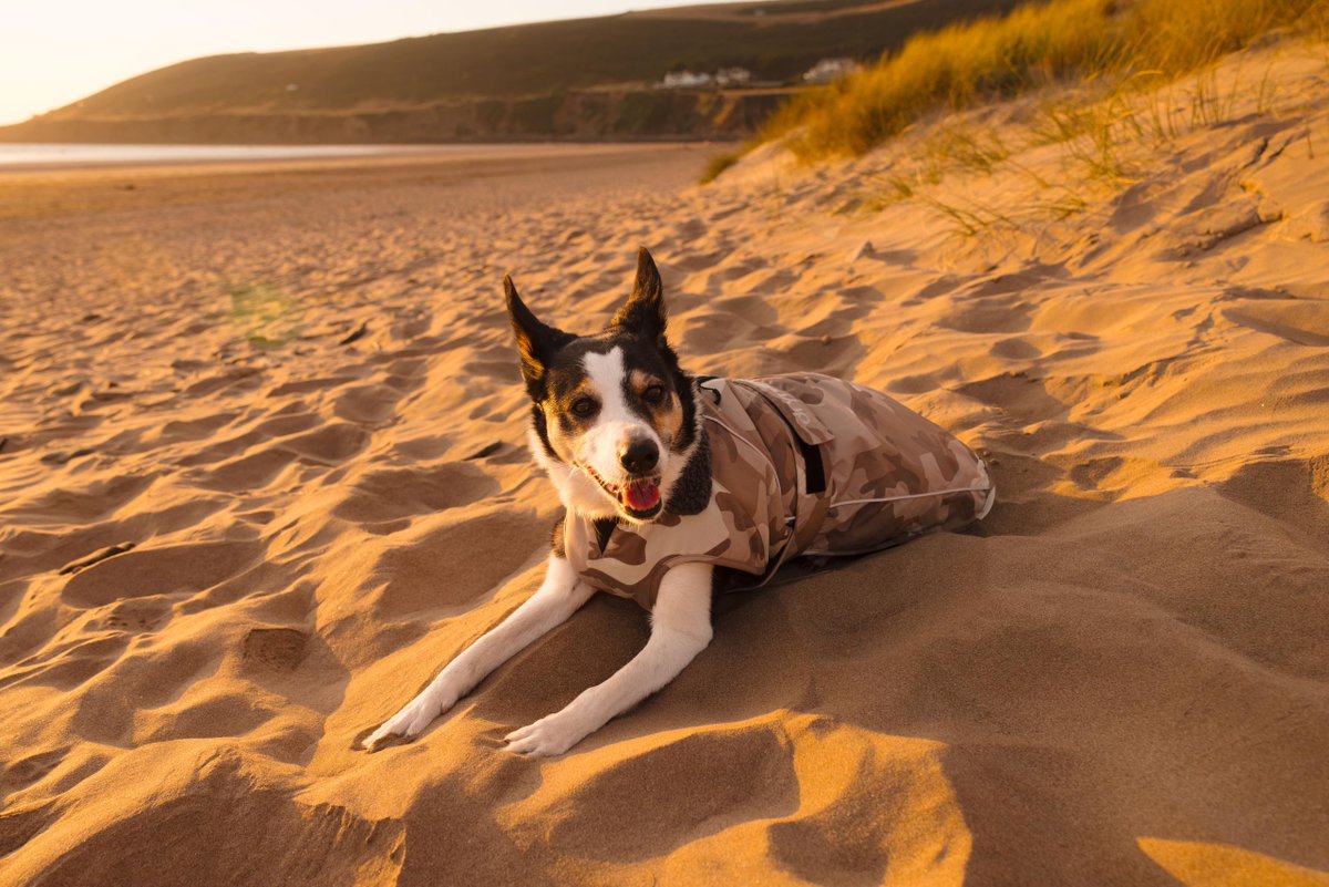 dryrobe's tweet photo. The AW26 Dryrobe® Dog collection has landed in fresh seasonal colourways, featuring the same core-warming fleece lining you know and love.

Because the best explorers deserve the best gear. 🌲🐶 https://t.co/7vZfUAK5DH