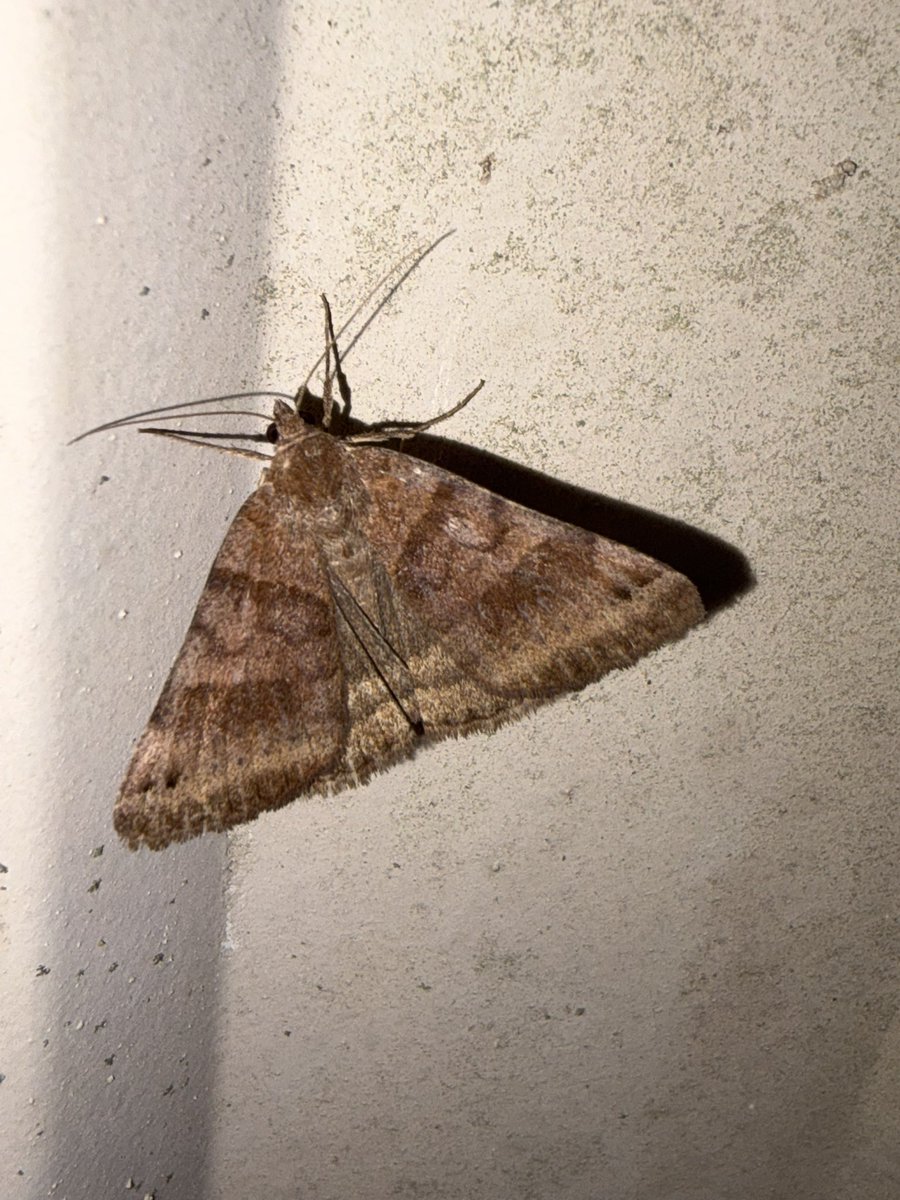 slug_120's tweet photo. Yaya more moths they are all so cool! 😮 #bugtwt #moths https://t.co/KRXCpXIZg5