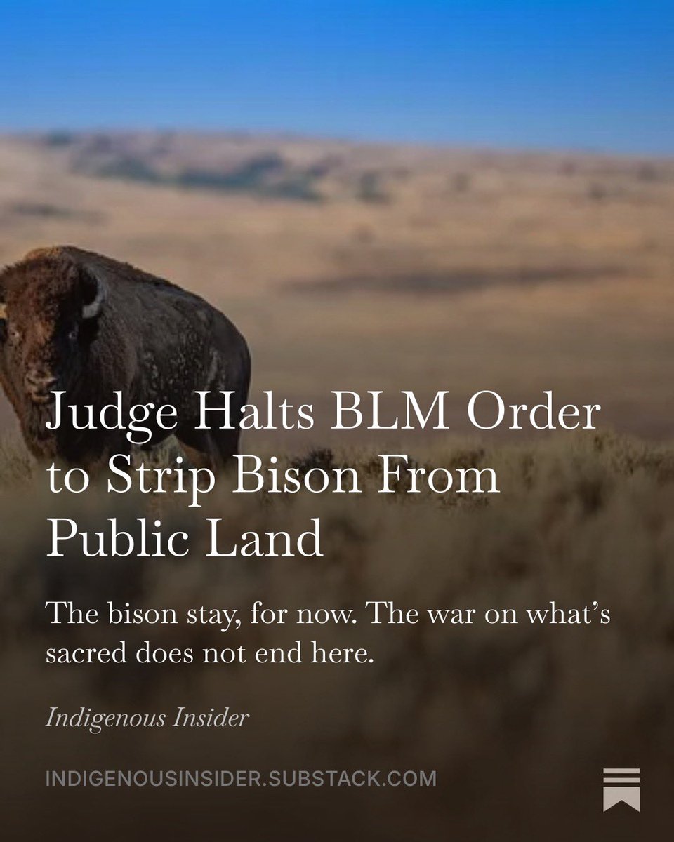 Songstress28's tweet photo. Follow up from my August 26 piece: 
A federal judge just blocked the Trump administration from ripping 900+ bison off public land in Montana — bison that have been restoring that prairie for over 20 years. Thanks to efforts from Earthjustice 

It’s a win. It’s temporary. And it’s proof of a sickness that never left: profit over the sacred, production over the sacred, extraction over everything that’s alive.

The buffalo get to stay wild and free — for now. Read/Share via Indigenous Insider:

https://t.co/zCSVpkmUOE