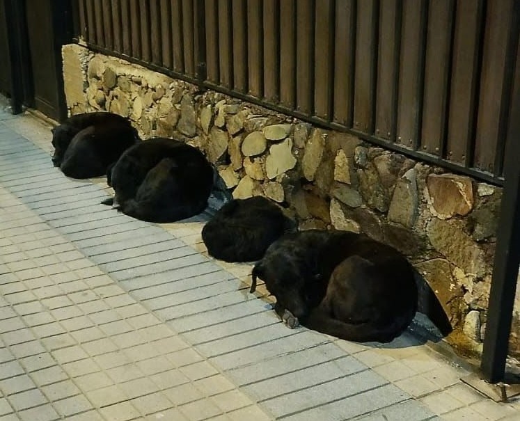 eltuitdemarsh's tweet photo. Estos perritos se encuentran en Lo Martínez con Porto Alegre. Duermen en la calle, pasan hambre, sed, frío y corren mucho riesgo de ser desaparecidos (sobre todo en estas fechas). Favor RT por si alguien, o alguna agrupación, puede ayudarlos.
#LaPintana https://t.co/DG9ZJRiQSu