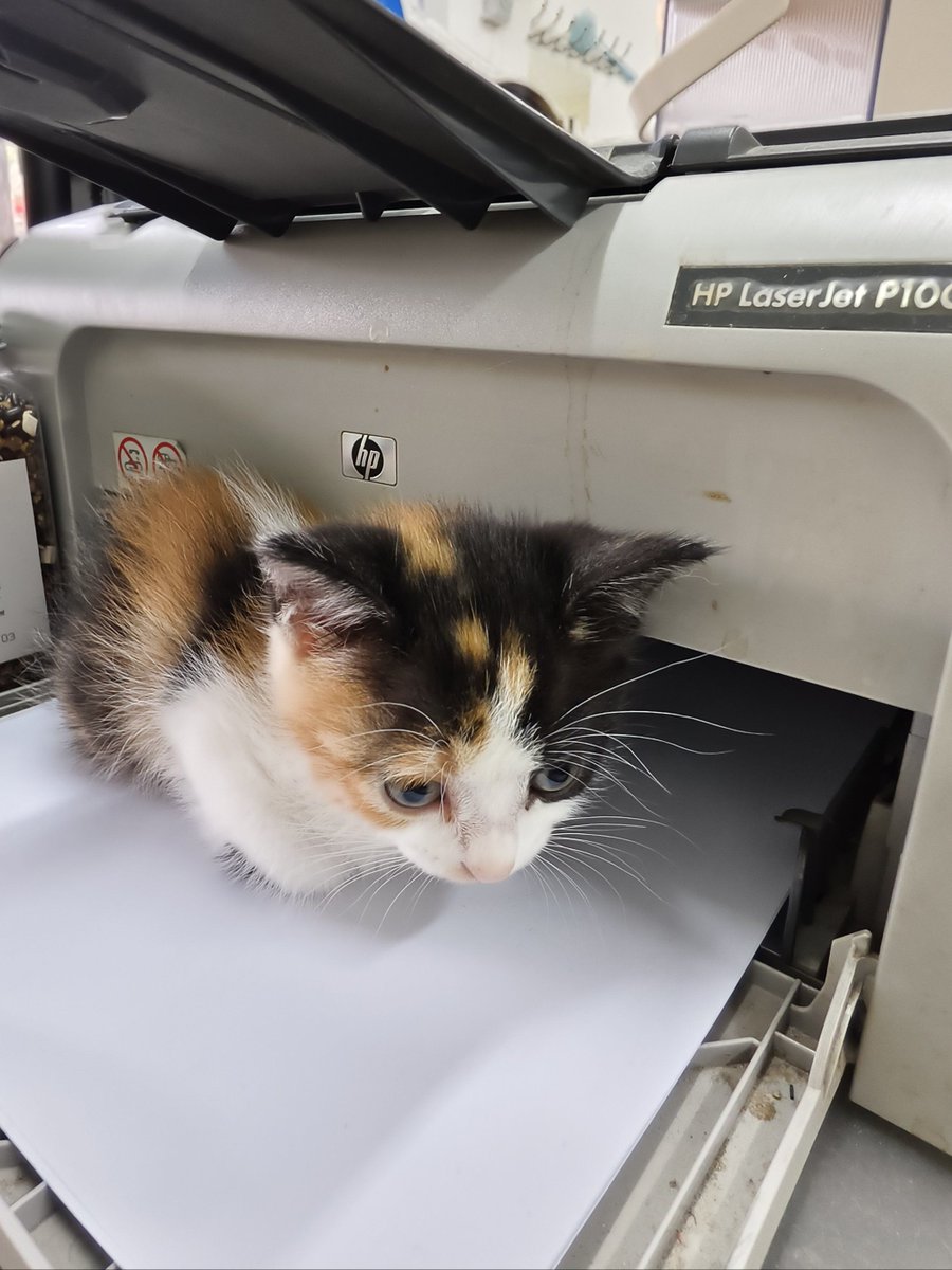 pheynph59084401's tweet photo. My office printer just spat out a 3-page cat photo instead of the quarterly report. Now the whole team’s taking turns taking "print mistakes" snaps—productivity Nah, purr-oductivity is the real win. https://t.co/pEJowFhETo