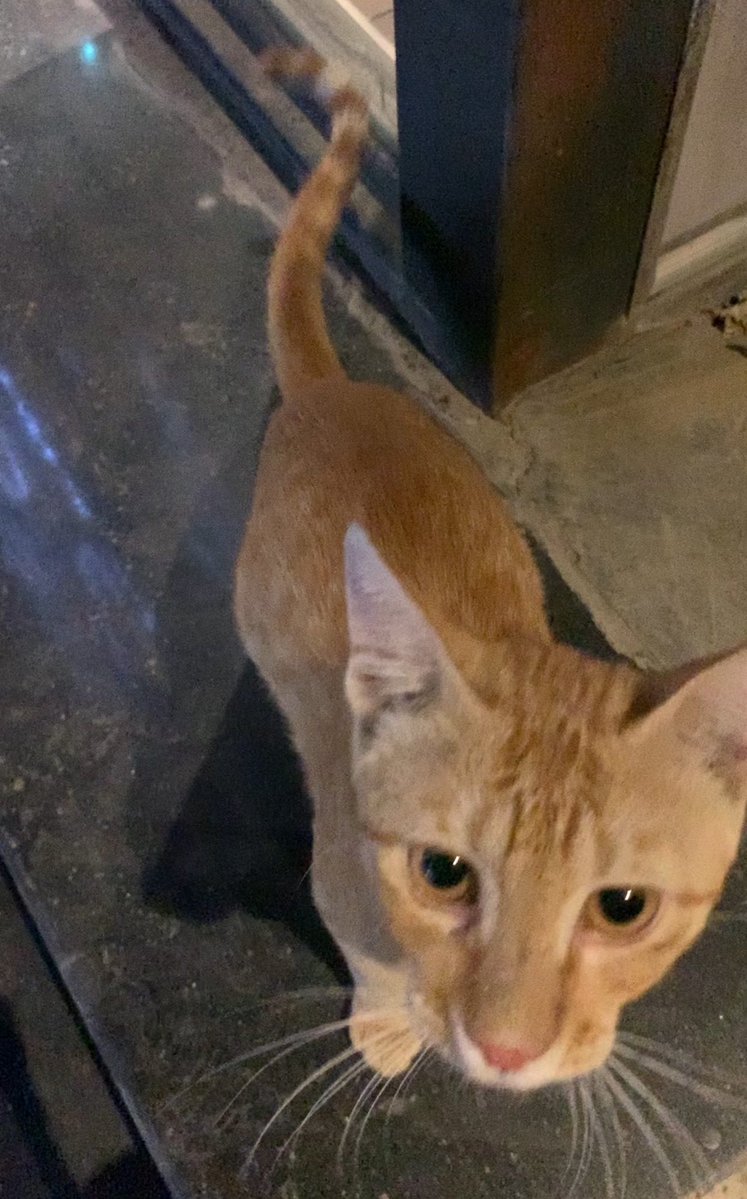ex4oe's tweet photo. Thx sweetie 🐈 https://t.co/sLzZm6L2Ci
