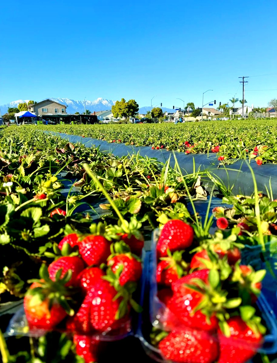 AliAydin25wt's tweet photo. Just finished a 1-hour casual farming sim session—harvested my first batch of sweet strawberries and even adopted a fluffy rabbit!  Life’s too sweet, no need for ranked grind today~ https://t.co/g42iUh2glM
