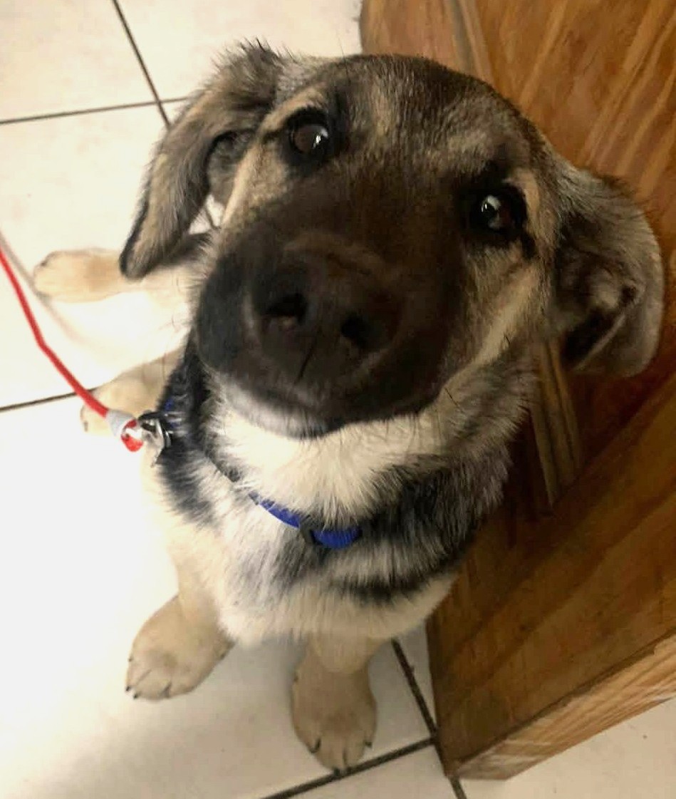eltuitdemarsh's tweet photo. Patico, de entre 4 a 5 meses, en adopción responsable. Será de tamaño mediano. Muy dócil, tranquilo, cariñoso, regalón y sociable con otros perritos y gatos. Lo llevan a cualquier comuna de Santiago. Si deseas darle un hogar, comunícate al +56940103184. Favor RT!
#Peñalolén https://t.co/TWVl9ezuQ7