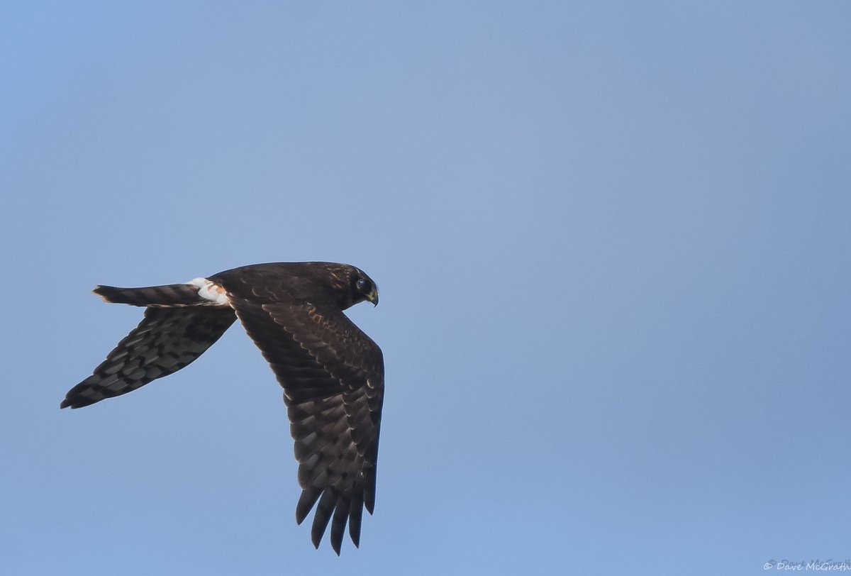 DavidMcGrath42's tweet photo. Hen Harrier &amp; Kestrel with a snack this morning #Cork
#HenHarrier #Ireland 5/9/26 https://t.co/2KIuh6tSAY