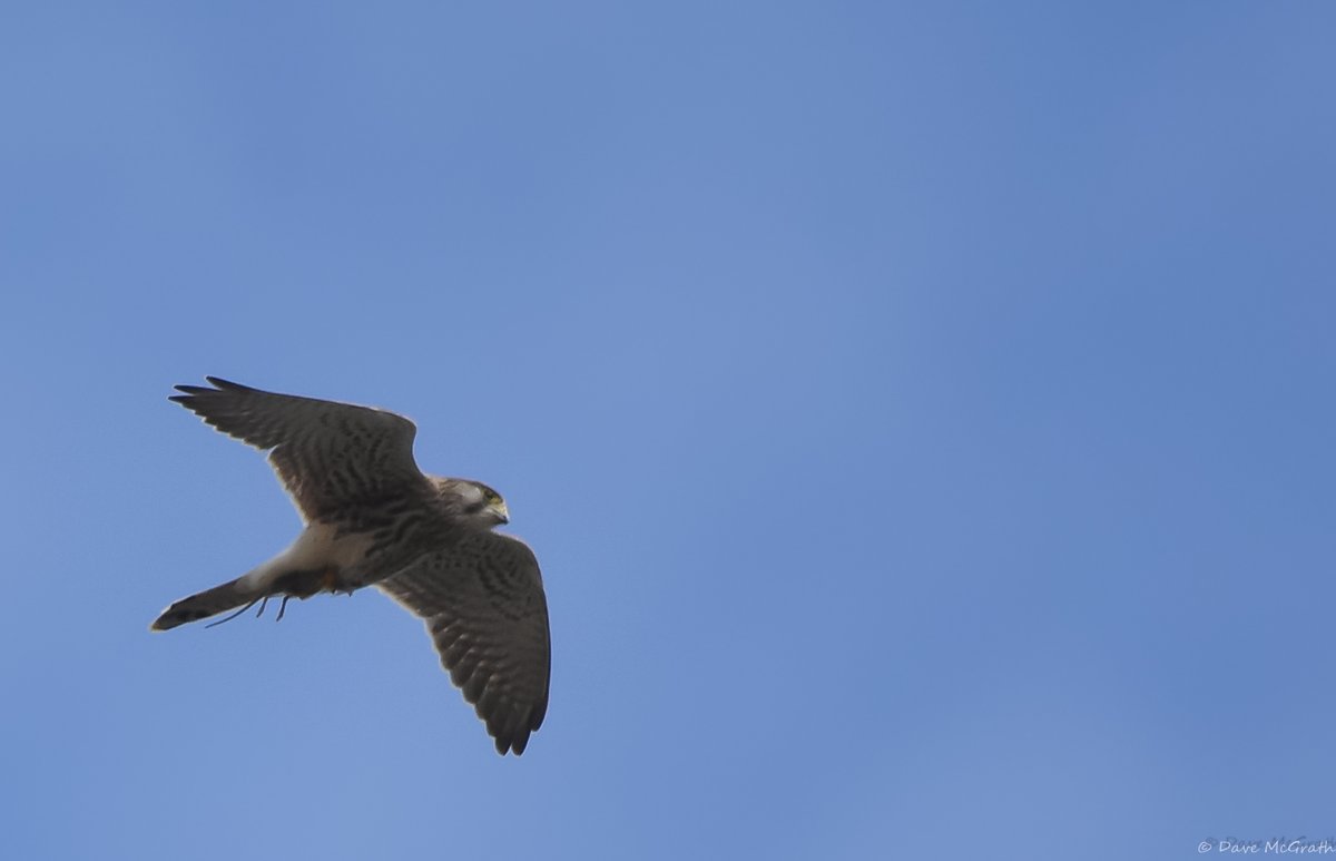 DavidMcGrath42's tweet photo. Hen Harrier &amp; Kestrel with a snack this morning #Cork
#HenHarrier #Ireland 5/9/26 https://t.co/2KIuh6tSAY