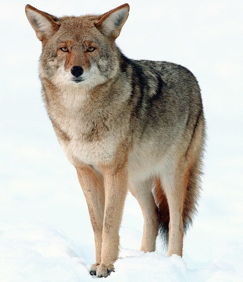 troodonvet's tweet photo. Combat predation? Sounds like a good idea! The coyotes sure really thanked you for your hard work to get rid of the wolves!! 

Now they can spread everywhere in north and central america while comfortably eating pets and livestocks without any worry of being killed by wolves... https://t.co/8aVUgjv0jv