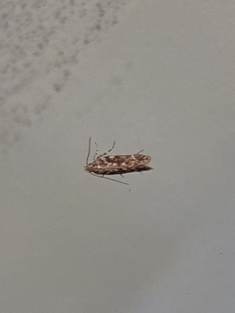 OCTGman's tweet photo. @MOTHIDUK ObsId insists micro is Scrobipalpa occellatella. Seems very unlikely in Northants. Do you have an opinion please (despite the crap photos). https://t.co/k2gfIcxPoc