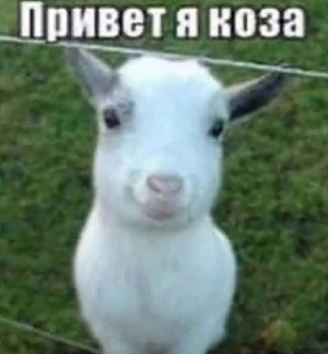 dafiaevnf's tweet photo. привет я коза https://t.co/mXe2f6Jx0U