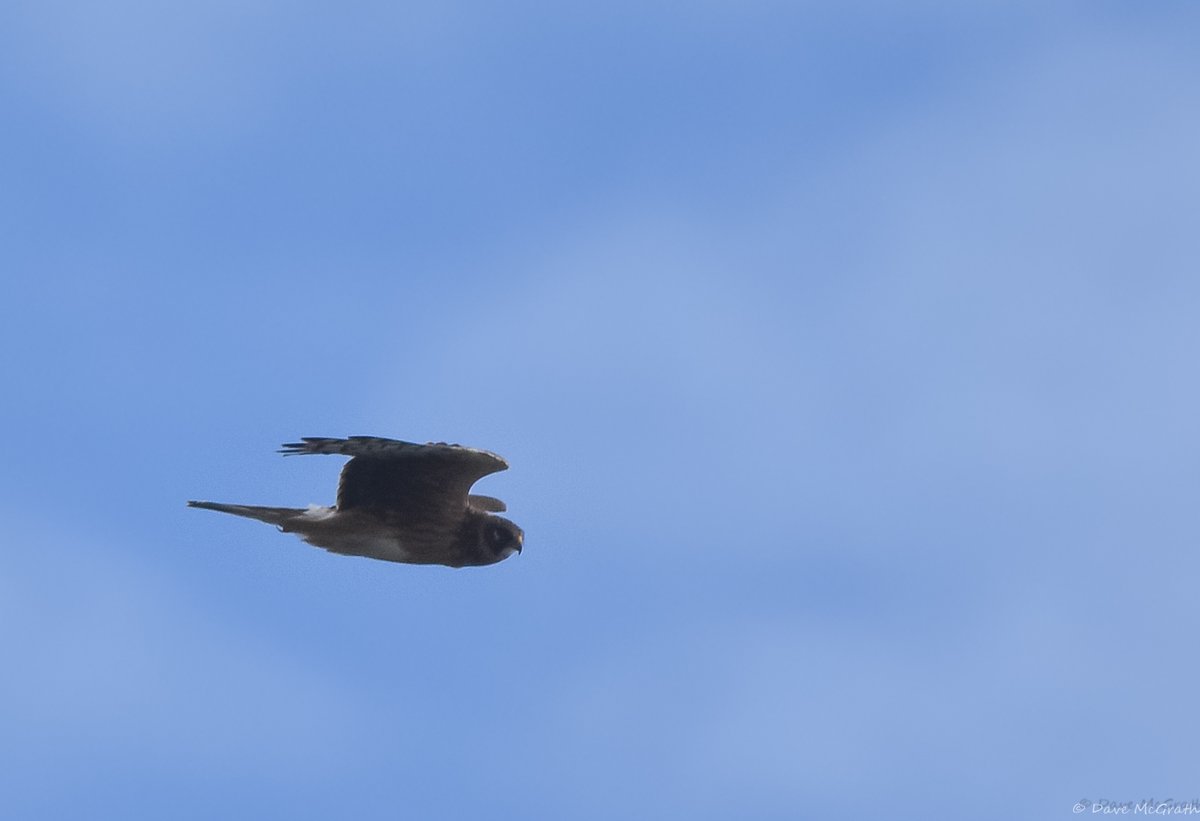 DavidMcGrath42's tweet photo. Hen Harrier &amp; Kestrel with a snack this morning #Cork
#HenHarrier #Ireland 5/9/26 https://t.co/2KIuh6tSAY