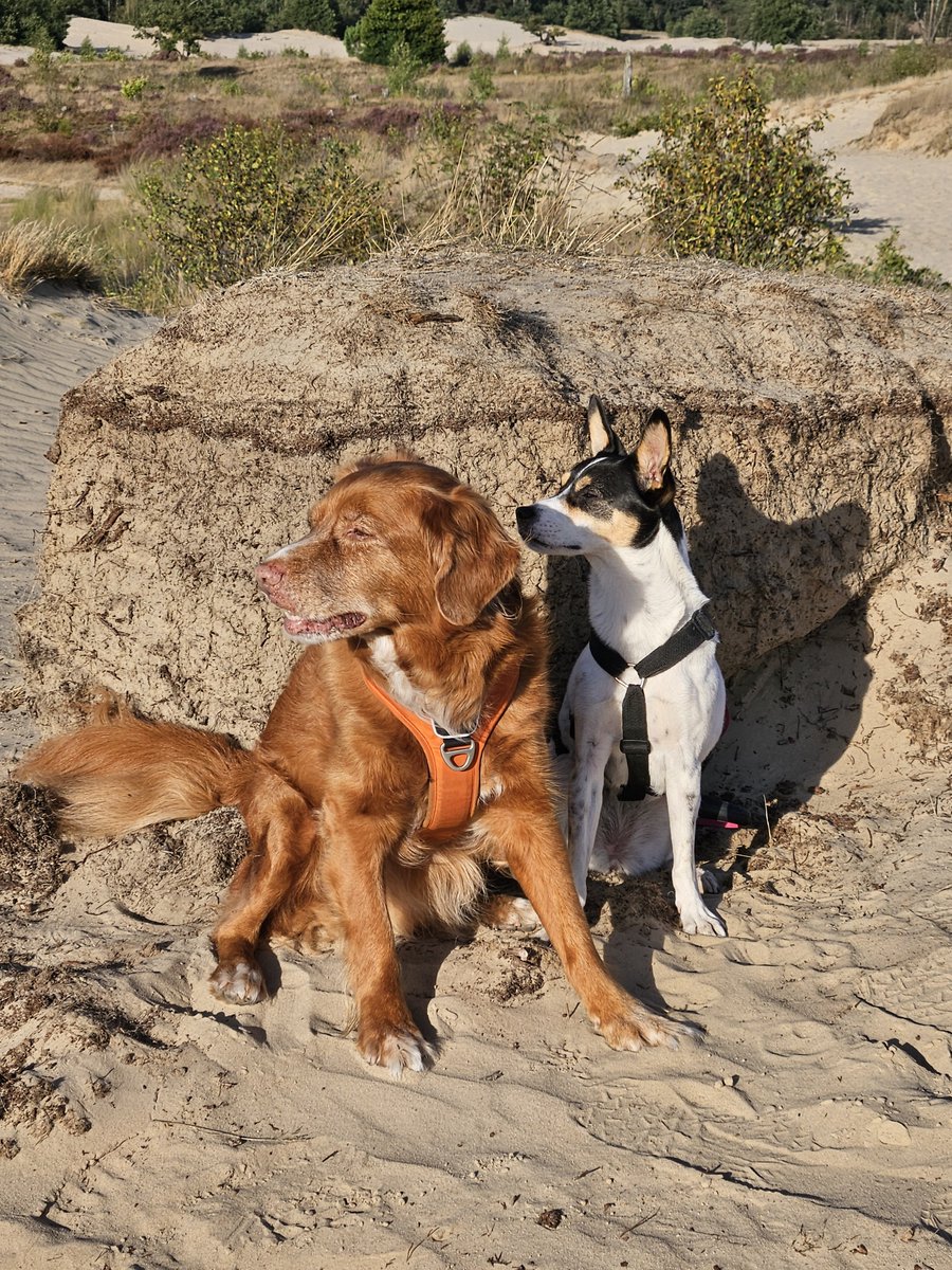 AnitaPeeters's tweet photo. Lekker met de #doggies naar de #duinen geweest @drunense 'n paar #foto's gemaakt van deze #vriendjes zijn ze niet knap?? Saar en Flynn ๐ถ๐ถ mooie #herinneringen maken samen! #Iloveanimals #FloraenFauna #buitenleven #buitenzijn #vitamientjes #positivevibes #fotografie ๐ฉท๐ฉต https://t.co/W6EO6UfM9y