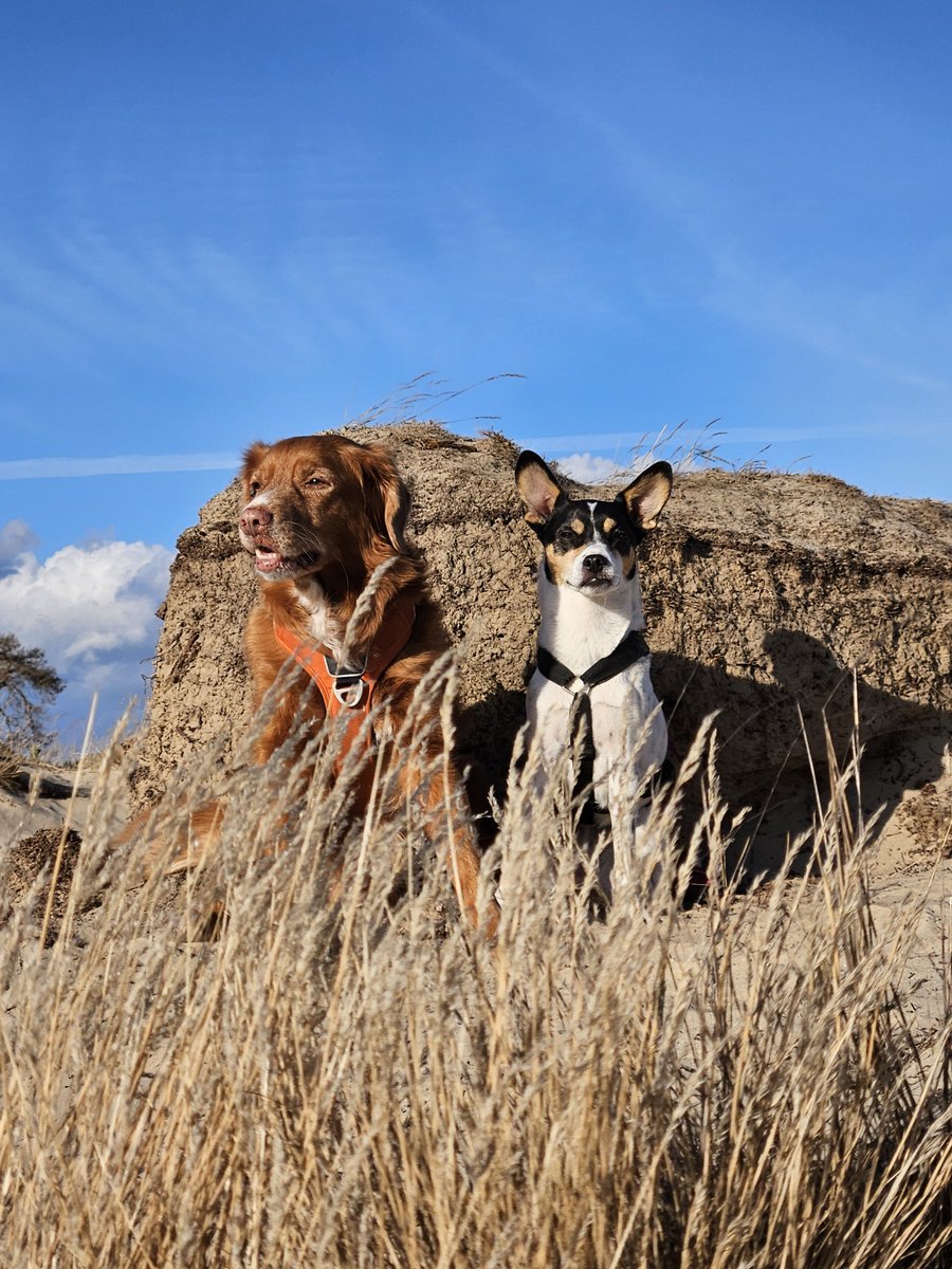 AnitaPeeters's tweet photo. Lekker met de #doggies naar de #duinen geweest @drunense 'n paar #foto's gemaakt van deze #vriendjes zijn ze niet knap?? Saar en Flynn ๐ถ๐ถ mooie #herinneringen maken samen! #Iloveanimals #FloraenFauna #buitenleven #buitenzijn #vitamientjes #positivevibes #fotografie ๐ฉท๐ฉต https://t.co/W6EO6UfM9y