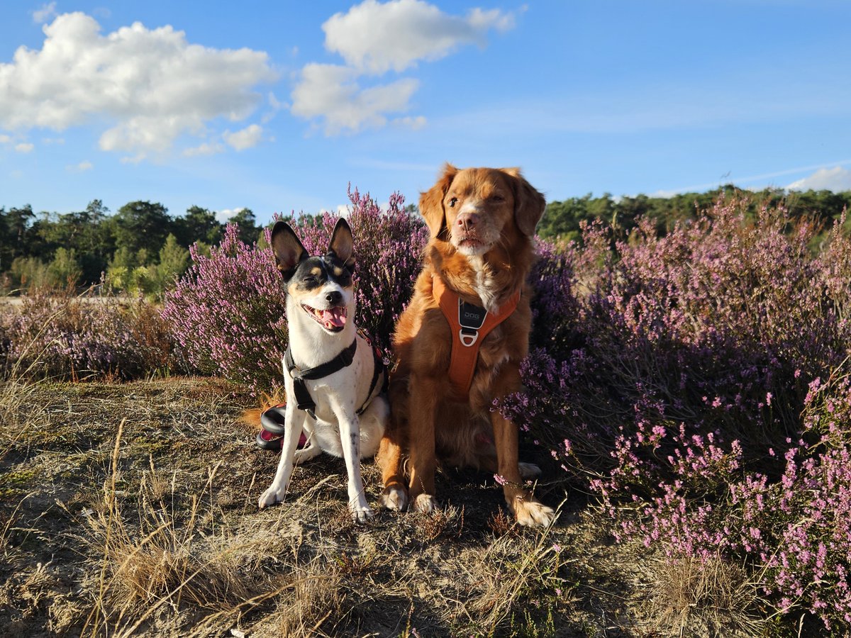 AnitaPeeters's tweet photo. Lekker met de #doggies naar de #duinen geweest @drunense 'n paar #foto's gemaakt van deze #vriendjes zijn ze niet knap?? Saar en Flynn ๐ถ๐ถ mooie #herinneringen maken samen! #Iloveanimals #FloraenFauna #buitenleven #buitenzijn #vitamientjes #positivevibes #fotografie ๐ฉท๐ฉต https://t.co/W6EO6UfM9y