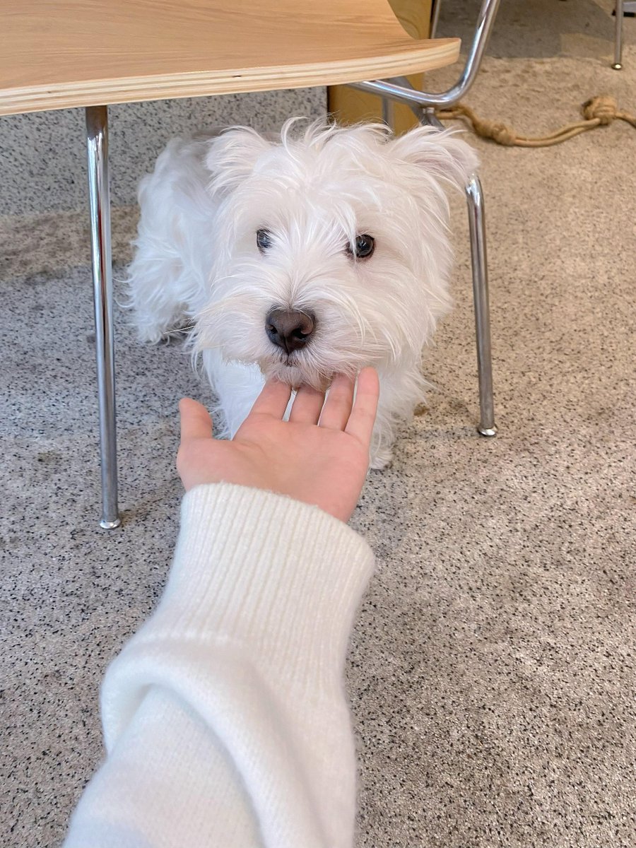 PearleBonerg8's tweet photo. Nothing beats coming home to your pup’s wagging tail after a long day  Pet days = stress days gone! https://t.co/PunGQ7IWSM