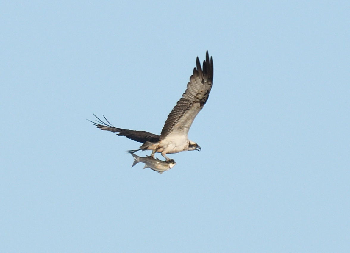 JoKingDevon's tweet photo. So thrilled to catch up with an #ExeEstuary #Osprey this evening, watched it dive for a fish on t'other side of the estuary off Lympstone then it flew back over towards me before taking its' fish to its' fav tree - thanks for the tip @TimTim292 https://t.co/2OVsD7P8kl