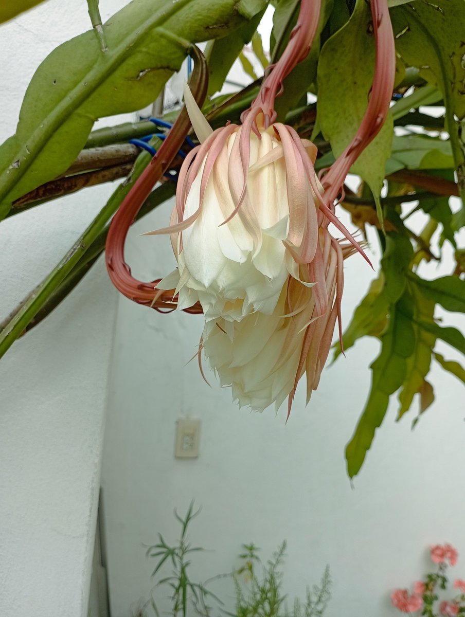 juenrobe's tweet photo. Flor de un día https://t.co/nteWOpjhb4