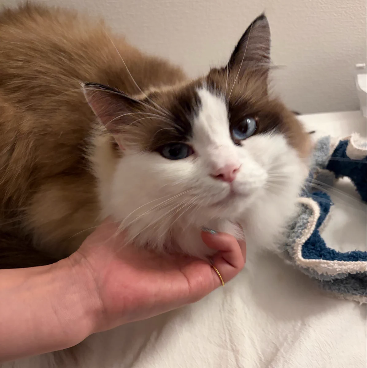 猫にピアス🌙歯列矯正中 on X: 