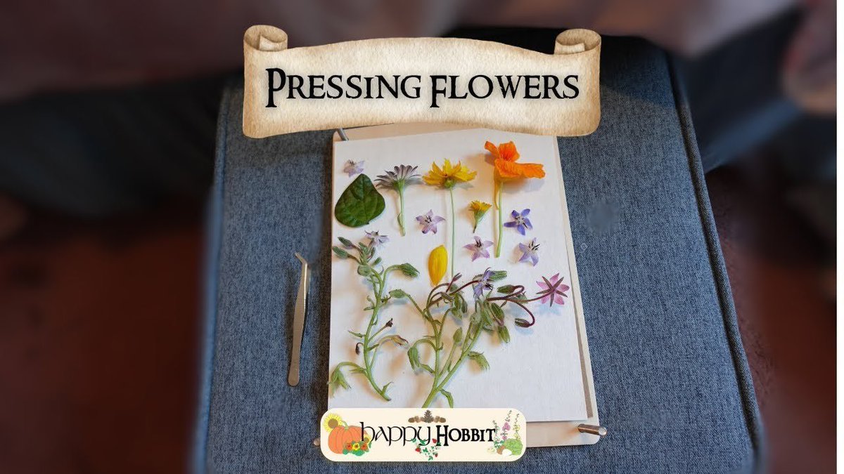HappyHobbit1's tweet photo. π» As summer in the Shire winds down, now is an excellent time to try your hand at pressing flowers! Learn how in the latest episode β‘οΈ https://t.co/O7kMJyv0tV π
#pressingflowers #hobbitcore #slowliving #gardening #youtuber https://t.co/qpJ2P8NWKW