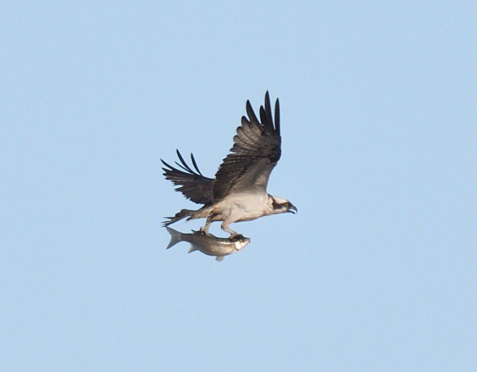 JoKingDevon's tweet photo. So thrilled to catch up with an #ExeEstuary #Osprey this evening, watched it dive for a fish on t'other side of the estuary off Lympstone then it flew back over towards me before taking its' fish to its' fav tree - thanks for the tip @TimTim292 https://t.co/2OVsD7P8kl
