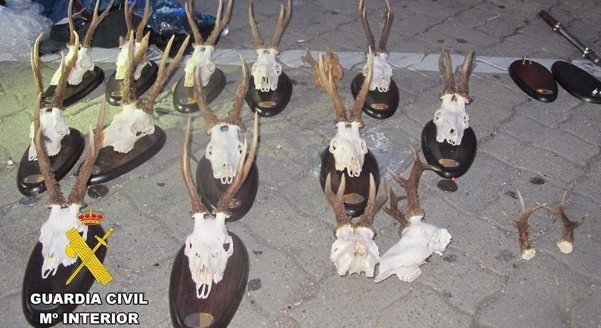 plataforma_NAC's tweet photo. 🔴 Agentes del @seprona_gc sorprenden a dos vecinos con 14 trofeos de corzo y dos desmogues sin autorización en #Burgos 

Los cuerpos de los animales presentaban agujero de entrada y salida compatible con disparo de arma de fuego

👉 Noticia: https://t.co/Q0xBEV1bZR

#NoALaCaza https://t.co/8HAFnXDMbp