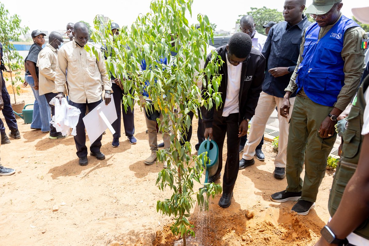 PR_Senegal's tweet photo. Le Président Bassirou Diomaye Faye a pris part ce samedi à la journée d'embellissement et de végétalisation des alentours du stade Léopold Sédar Senghor. Il a procédé à une plantation symbolique et salué la conscience citoyenne à l'approche des JOJ Dakar 2026. https://t.co/dq26Wz4TM2