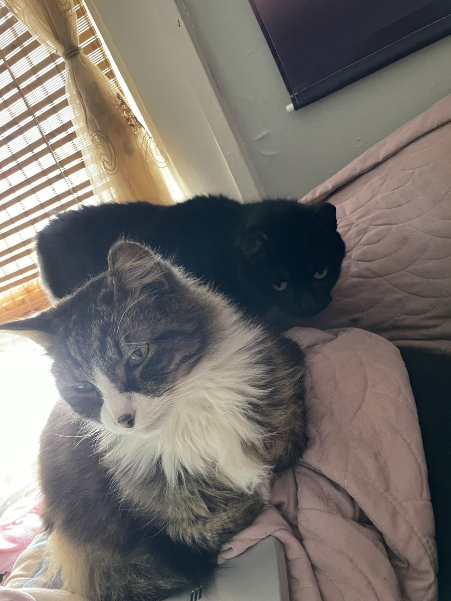 phareehaa's tweet photo. I laid another cat to rest in May of 2025, and I'm at least happy that the two of them will finally have each other because Patchi was infatuated with Buddy 🥺 rip my soot sprite and chubchub. https://t.co/5bFA5TuxEJ
