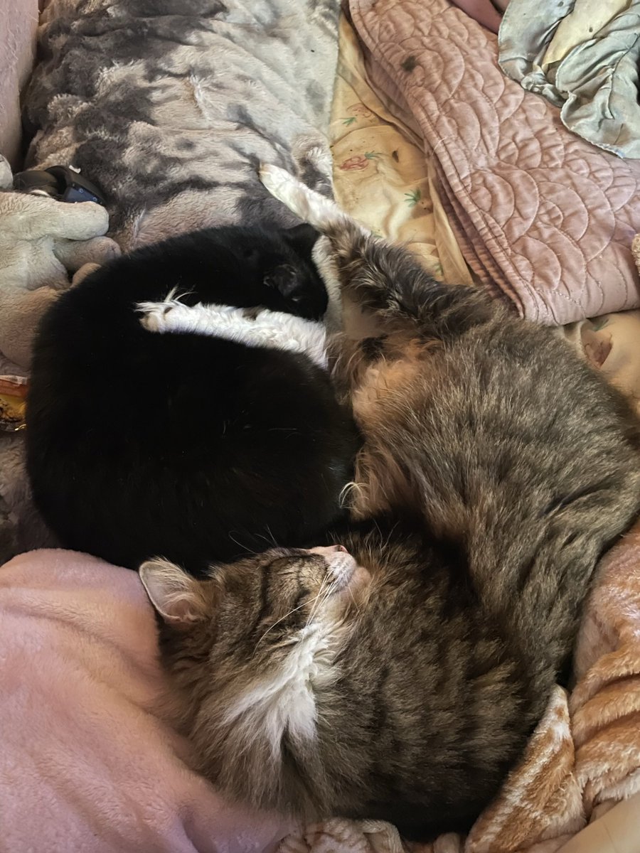 phareehaa's tweet photo. I laid another cat to rest in May of 2025, and I'm at least happy that the two of them will finally have each other because Patchi was infatuated with Buddy 🥺 rip my soot sprite and chubchub. https://t.co/5bFA5TuxEJ