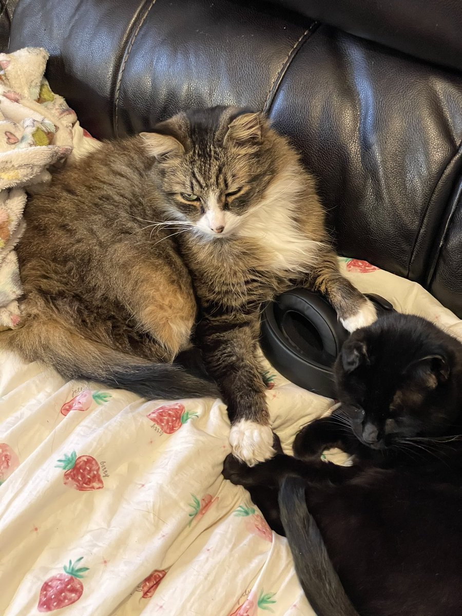 phareehaa's tweet photo. I laid another cat to rest in May of 2025, and I'm at least happy that the two of them will finally have each other because Patchi was infatuated with Buddy 🥺 rip my soot sprite and chubchub. https://t.co/5bFA5TuxEJ