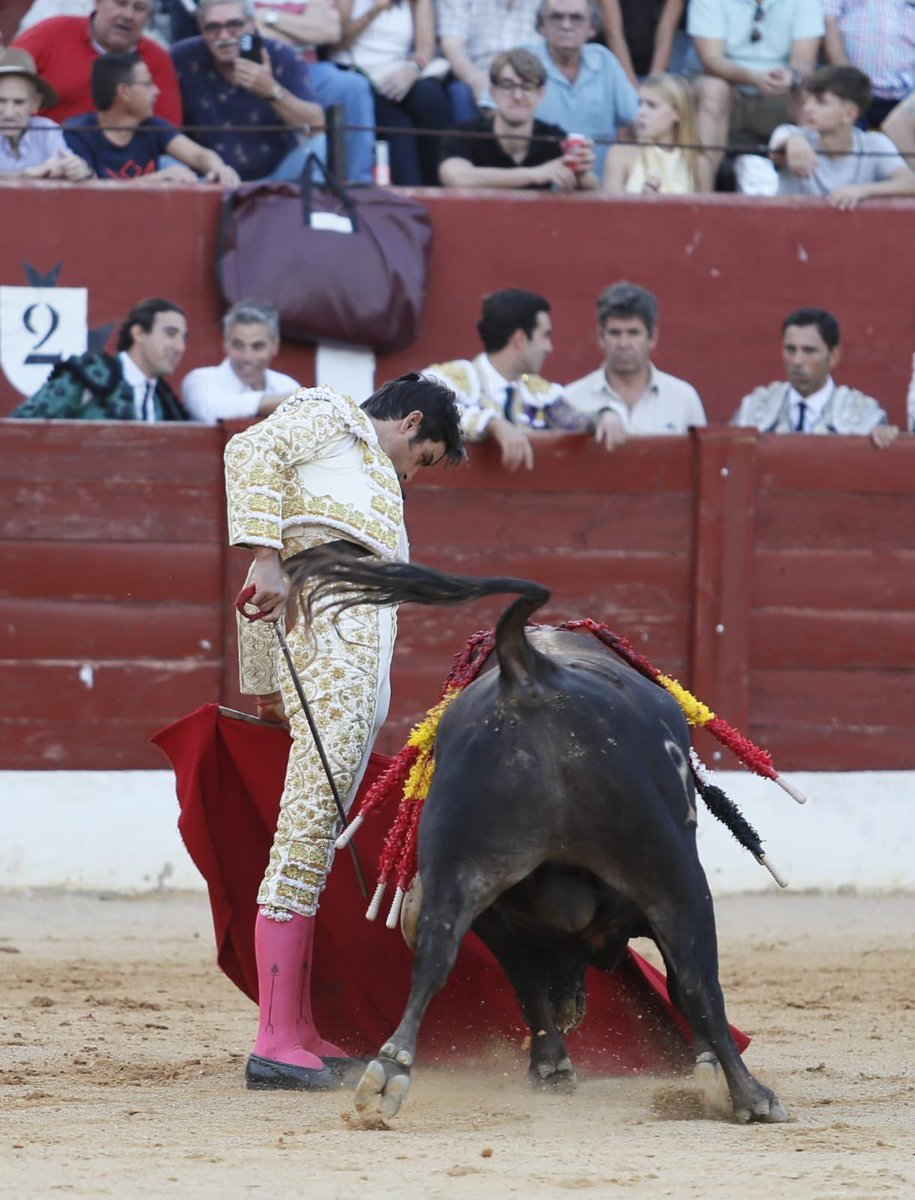 InfoMAPerera's tweet photo. 𝗗𝗢𝗦 𝗢𝗥𝗘𝗝𝗔𝗦 y fuerte petición de rabo en el cuarto de la tarde, premiado con la vuelta al ruedo tras fuerte petición de indulto en Alcázar de San Juan. ¡Seguimos! 🦾

#perera #pasion https://t.co/ZjJw0s1y3h