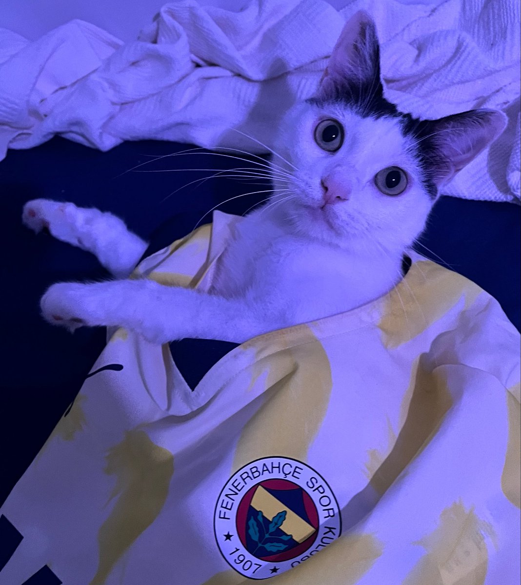 ssuekatze's tweet photo. https://t.co/ivWG1MJIg2