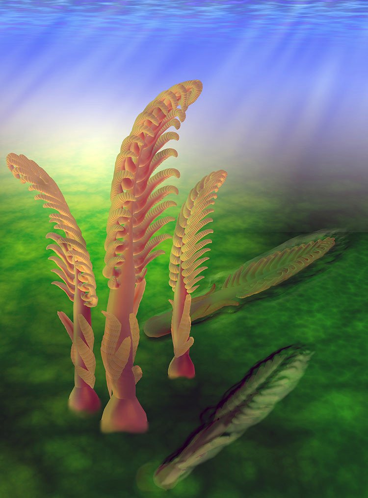 NatSciChannel's tweet photo. 🚨NEW STUDY DROP🚨

New frond-fossil described as Dengyingia pennata from Ediacaran Shibantan Member of Dengying Fm, Wuhe, Yangtze Gorges area, South China. Represents transitional form from Charnia-like proarticulans to modern sessile filter-feeders like sea pens.

🎨:  Zhe Chen https://t.co/T55Rkk9SVf
