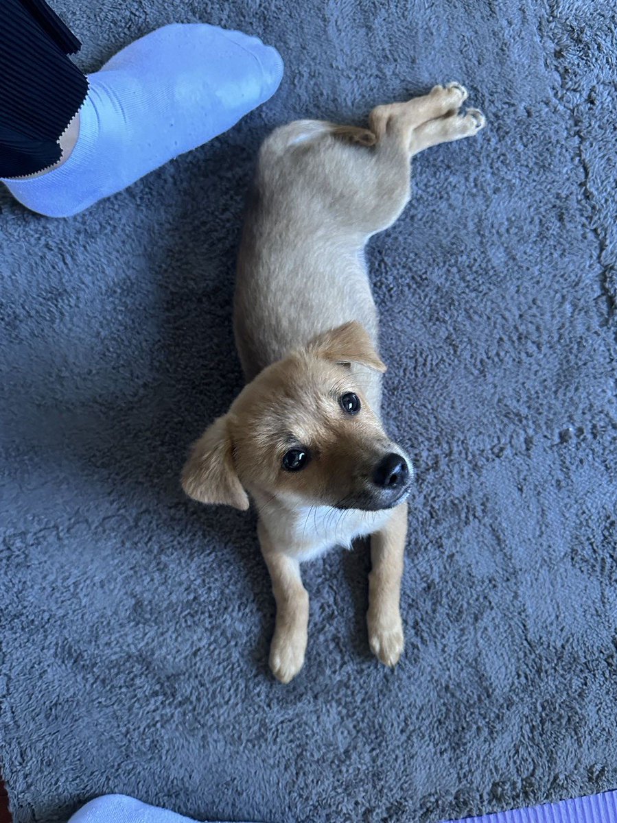 StayKmila's tweet photo. My little fur buddy just hit 6 months old! Watching them go from a tiny wobbly ball of fluff to a zooming little troublemaker fills my heart so much.  Can’t wait for all the silly adventures ahead!， https://t.co/ESqumBr5La