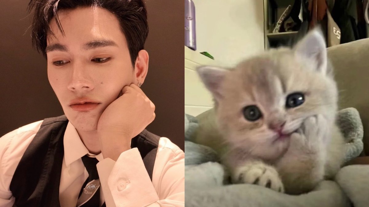 KathGingerbread's tweet photo. the cutest kitty in the whole world

#pavelphoom 
@pavelphoom https://t.co/38RTV40EtO