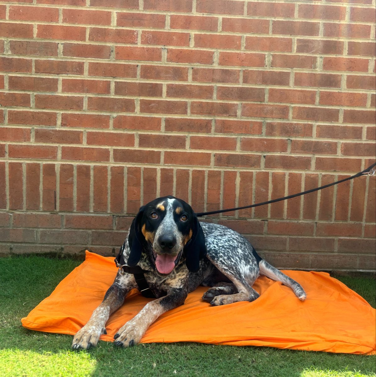 JohnSartoriTV's tweet photo. good boy alert 🚨 https://t.co/aiakcOerCm