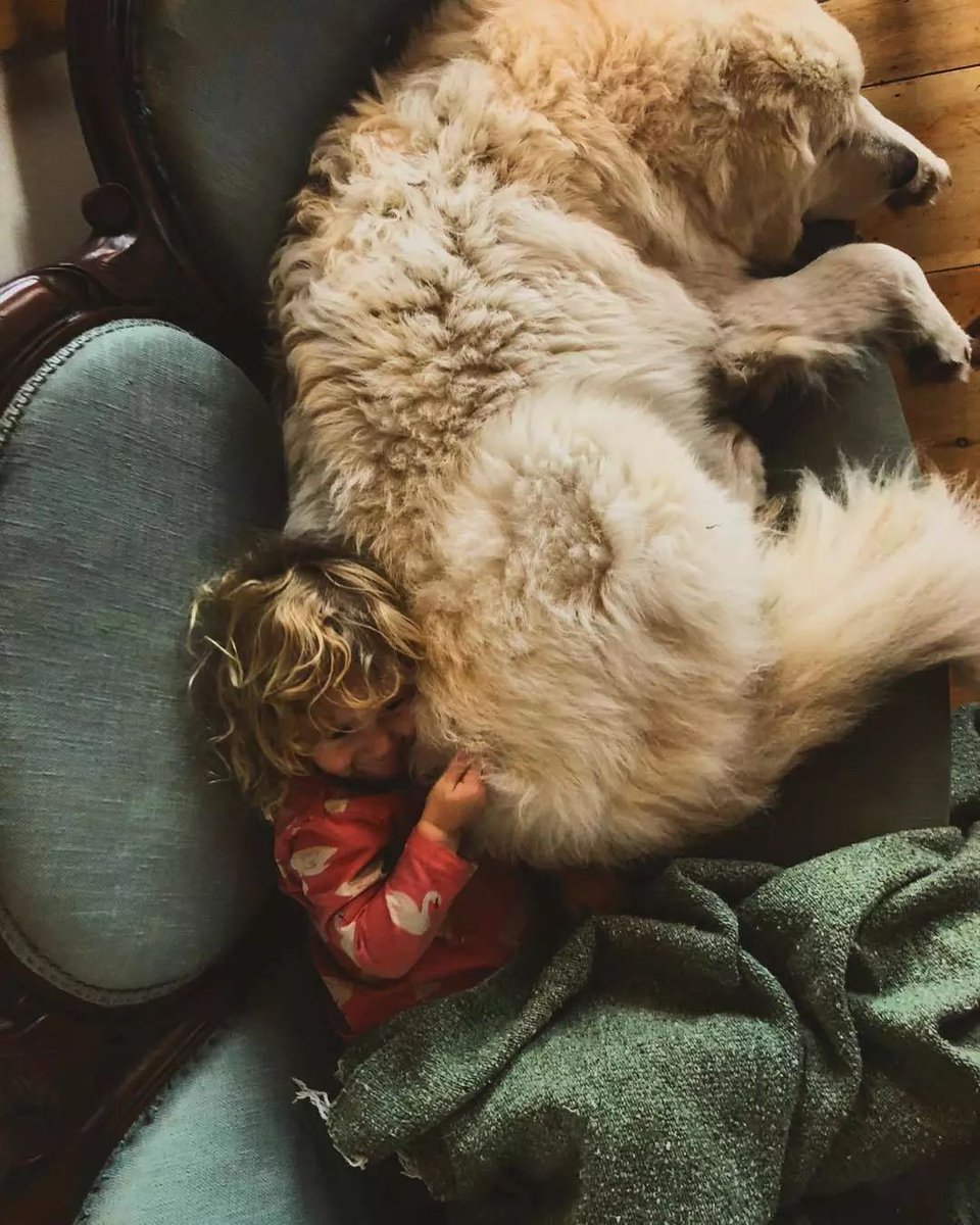 tecolabianca's tweet photo. This afternoon spent with my fluffy buddy = best energy boost ever  Who’s got their favorite pet cuddle today， https://t.co/SewdPWl7vD